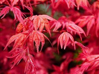 Japanse rode esdoorn: planten en verzorgen, beschrijving, foto in landschapsontwerp