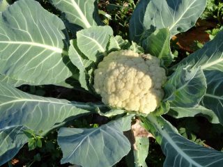 Výsadba karfiolu v regióne Moskva