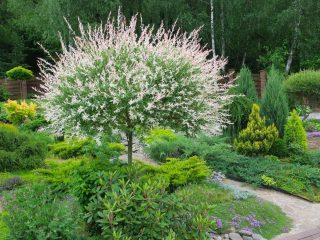 Dwarf willow: what it looks like, in what natural zone it grows