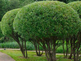 Willow globular: photo and description of the variety, planting, care, height