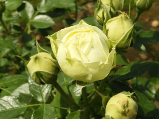 Rose Lemon Rokoko: fotografie, popis, recenzie