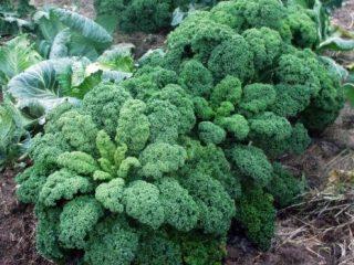 زراعة وأصناف اللفت مع الصور والأسماء