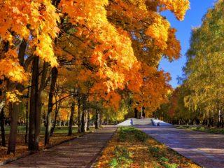 Field maple: description, photo in landscape design, planting