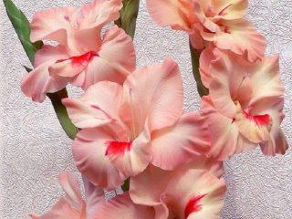 Gladioli odroda Gagarin's Smile: foto a popis