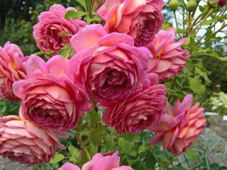 Rose variety Jubilee Celebration: photo and description, reviews