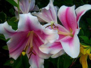 LO híbridos de lirios: descripción, variedades, fotos.