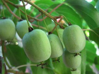 Actinidia kolomikta: fotó, leírás, fajták, beporzók, szaporodás, vélemények