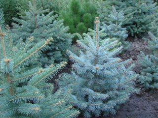 Abeto azul de semillas en casa.