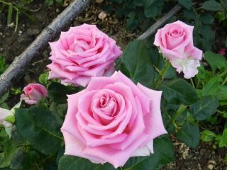 Rosa de té híbrida Aqua: foto, descripción, críticas.