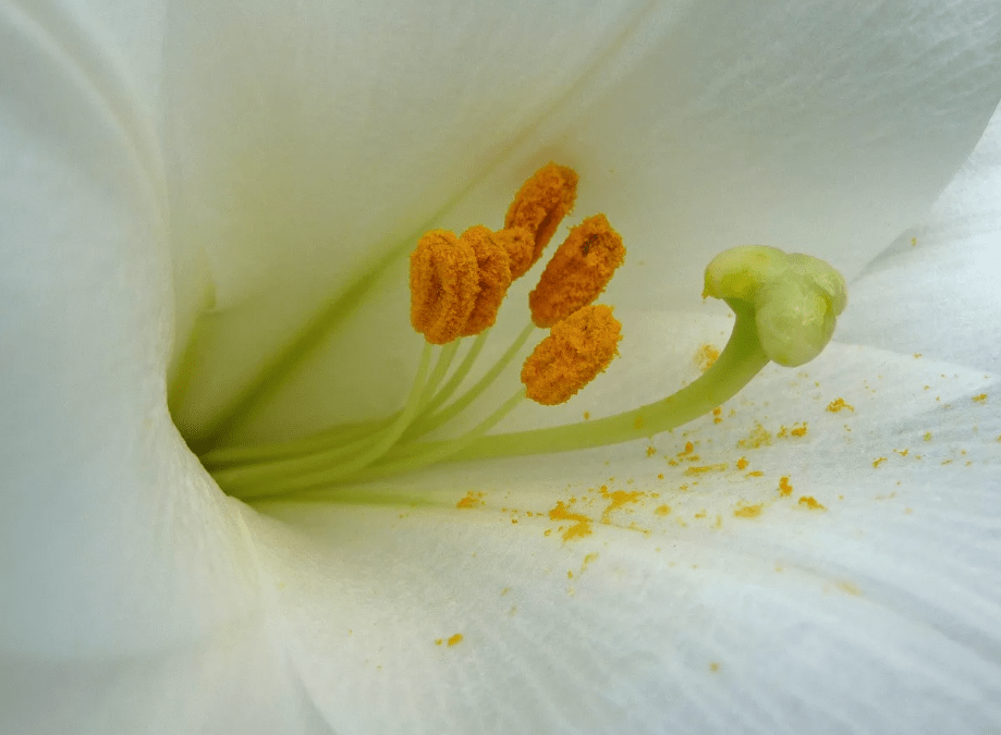Was ist der Geruch von Lilien: Ist er in Innenräumen schädlich oder