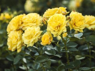 Rose floribunda Freesia (Friesia): fotografia, popis odrody, recenzie