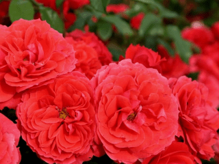 Rose floribunda Bratia Grimmovci (Gebruder Grimm): fotografia a popis, recenzie