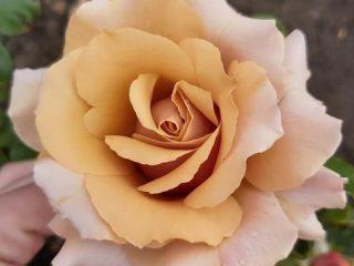 Odroda ruží Magic Moment: fotografia a popis