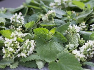 المليسا: فوائد وأضرار على صحة الإنسان وفيم تستخدم العشبة