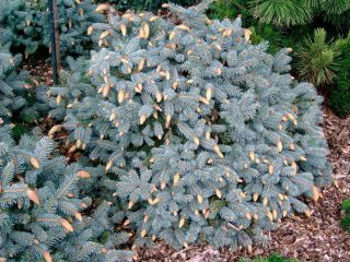 Abeto enano decorativo (breve): fotos en diseño de paisaje, cuidado.