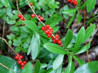 Vlčiak obyčajný (wolfberry): fotografia a popis kríka, ako kvitne