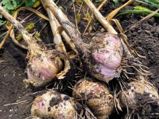 Zimný cesnak Podmoskovny: popis odrody, fotografie, recenzie