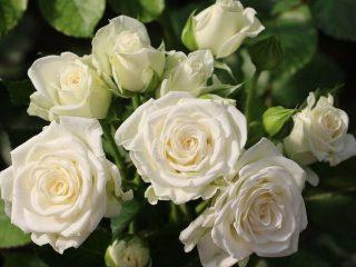 Varieties of white roses: photos and names