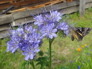 Phacelia ako zelené hnojenie: klady a zápory, kedy zasiať, ako používať, recenzie