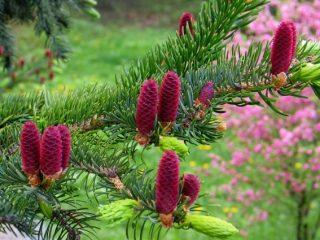 Prickly spruce Lucky Strike: description and photo
