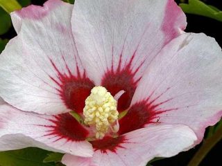 Hibisco de jardín sirio: foto en el jardín, tipos, cultivo a partir de semillas, propagación.