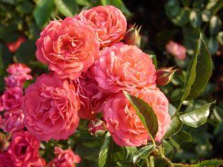 Polyanthus rose: que significa, descripción, plantación, cuidado, cultivo en casa.