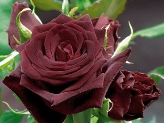 Variedades y nombres de rosas negras con foto.