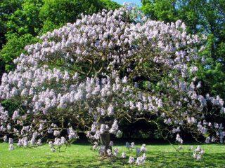 Paulownia: wat voor soort plant is het, waar groeit het in Rusland, verzorging en teelt