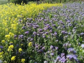 Phacelia or mustard: which green manure is better, can it be sown together?