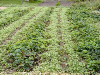 Which green manures are best sown before strawberries?