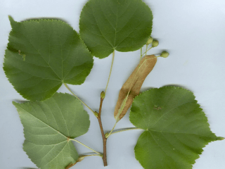 Linden cuttings in spring