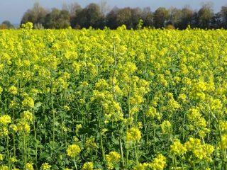 Green manure for the soil in spring: when to sow and which is better, in open ground, in greenhouses