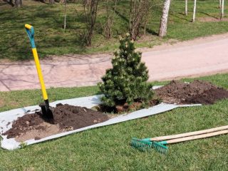 How to properly transplant a spruce from the forest to a plot