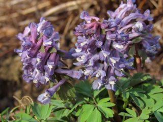Corydalis növény: leírás, fotó, hogy néz ki, fajták, előnyök, alkalmazás