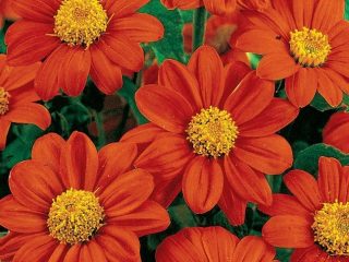 Kvet Tithonia (mexická slnečnica): fotografia, popis, pestovanie a starostlivosť