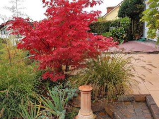 Tatarian maple Ginnala: description and photo of the bush, reproduction