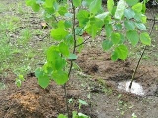 Propagation of linden by seeds