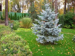 Voeding gegeten in de lente en de herfst