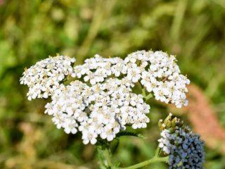 Yarrow: why the plant was called that, types, varieties with photos and names