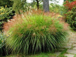 Miscanthus: características, tipos, variedades, altura, resistencia a las heladas, foto.