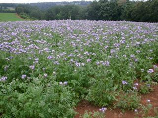 Which green manure is best to sow in summer?