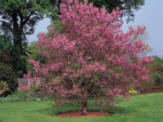 Cercis (fialová tráva): fotografia a popis kríka, odrody, ako kvitne, rozmnožovanie
