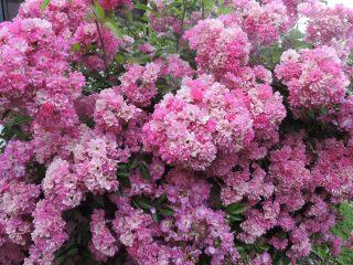 Rosas sin espinas: variedades, resistentes al invierno, trepadoras, arbustivas.