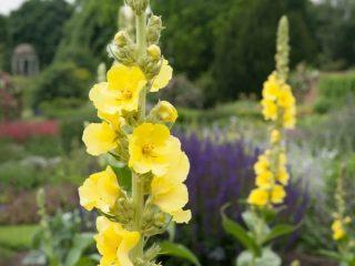 Verbascum trvalka (divízka, žezlo kráľovské): foto