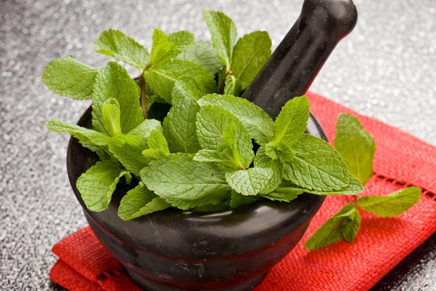 Ist Pfefferminze Und Minze Das Gleiche mygarden-de.desigusxpro.com