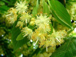 Large-leaved linden: description of the tree, variety, growth rate