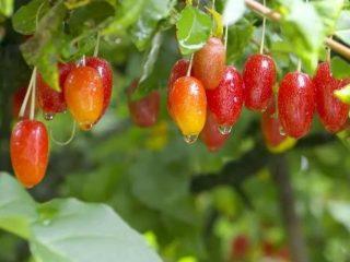 Gumi-bes (Eleven multiflorum): foto en beschrijving, gunstige eigenschappen, teelt