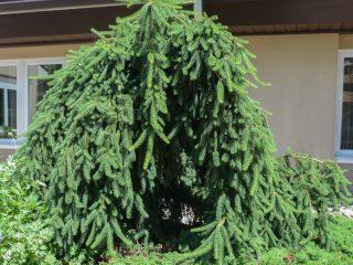 Weeping spruce Frohburg: description and photo