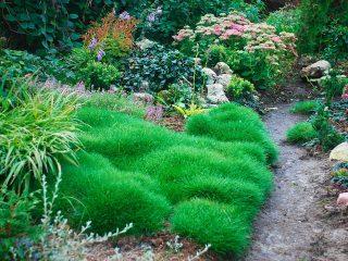 Fescue Gautier (Gauthera): popis, fotografie, recenzie