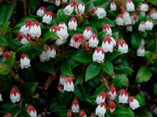 Wintergreen: popis a fotografia rastliny, recenzie